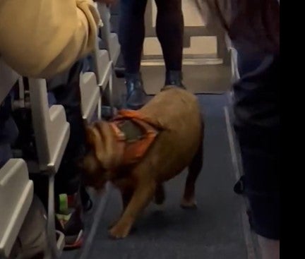 French bulldog 2024 airplane carrier